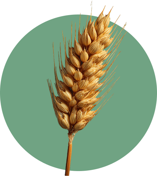 Korn-Ähre in Großaufnahme