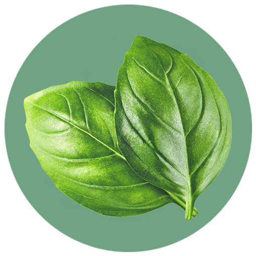 Basilikumblätter Basilikumblätter