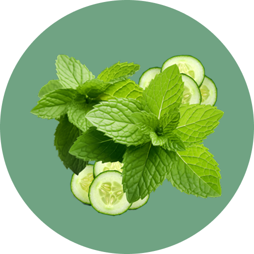 Frische Minzblätter und Gurkenscheiben auf einem grünen Kreis